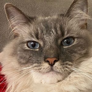 Meet your Posher, Teodora